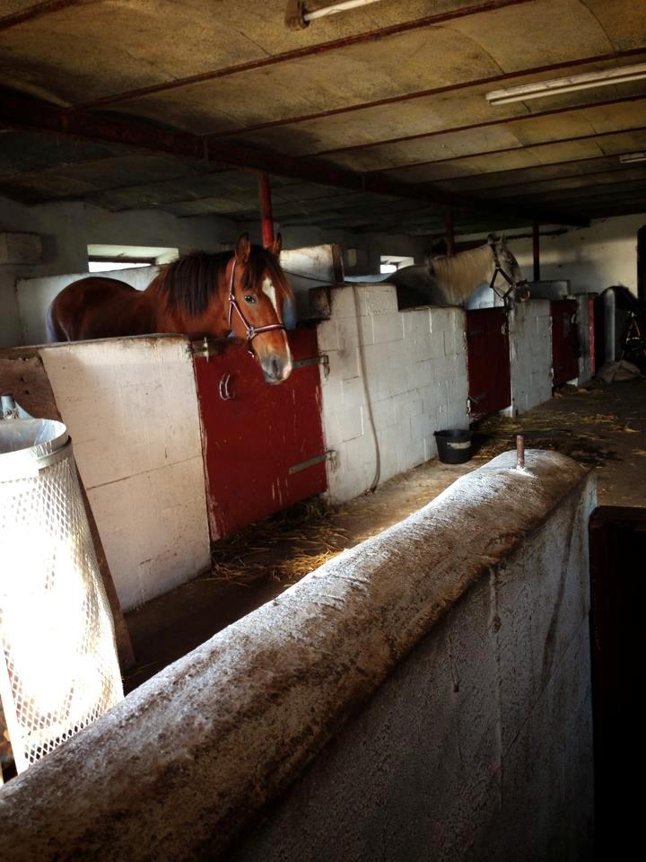 Koldblodstraver Tronilla - 10/10 - 2013 <3 billede 19