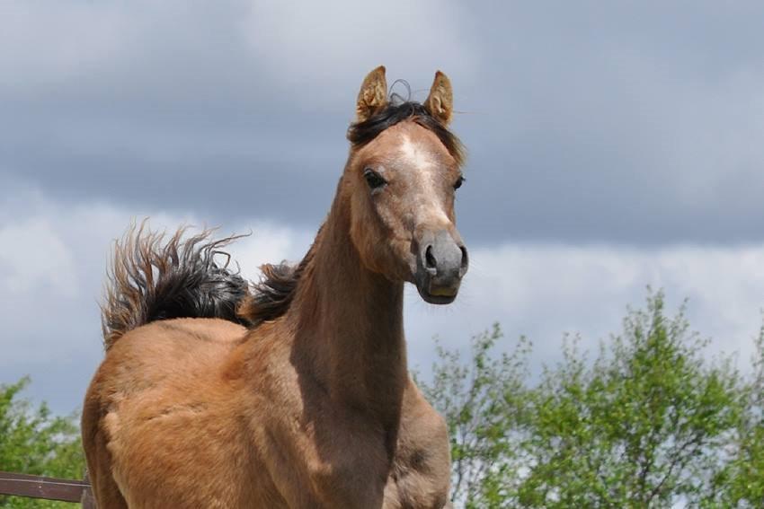Arabisk fuldblod (OX) Farasha El Karmdal  - Foto taget af Lone, Karmdal. billede 9