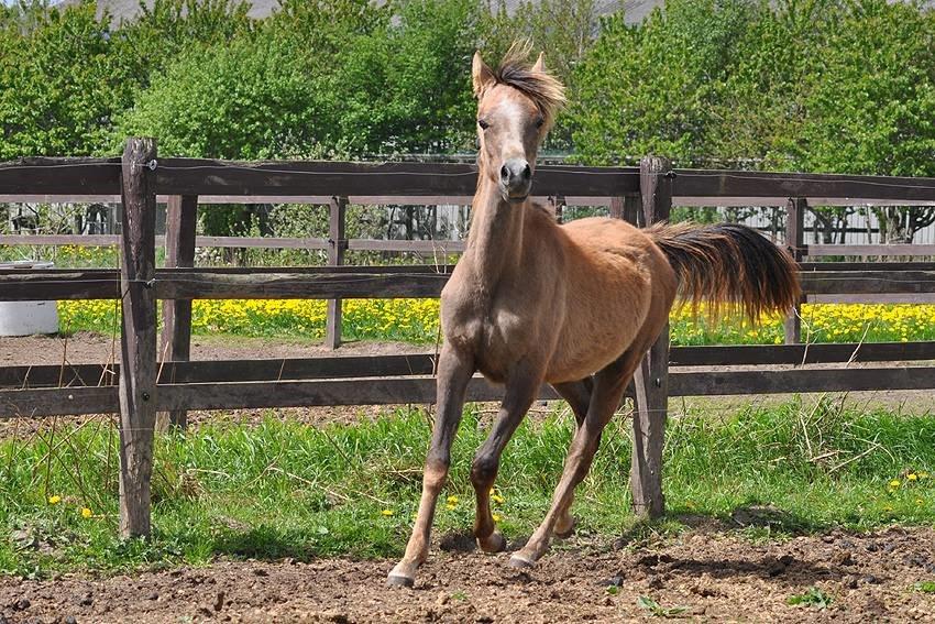 Arabisk fuldblod (OX) Farasha El Karmdal  - Foto taget af Lone, Karmdal. billede 10