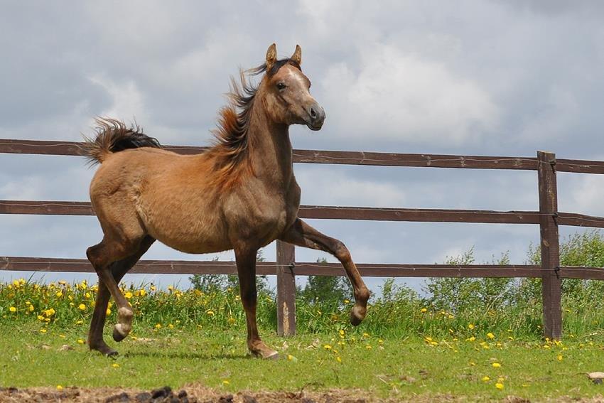 Arabisk fuldblod (OX) Farasha El Karmdal  - Foto taget af Lone, Karmdal. billede 11