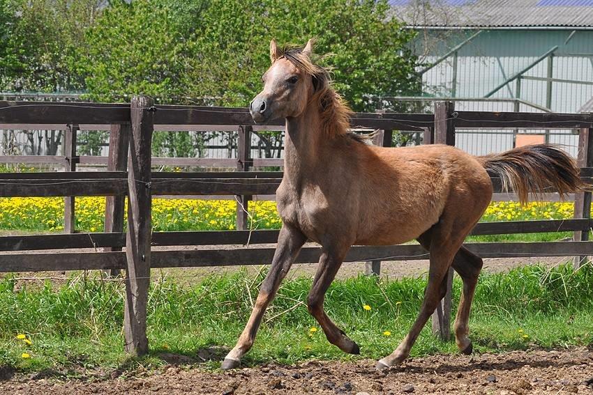 Arabisk fuldblod (OX) Farasha El Karmdal  - Foto taget af Lone, Karmdal. billede 12