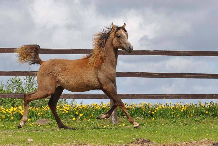 Arabisk fuldblod (OX) Farasha El Karmdal  - Foto taget af Lone, Karmdal. billede 13