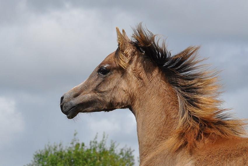 Arabisk fuldblod (OX) Farasha El Karmdal  - Foto taget af Lone, Karmdal. billede 14