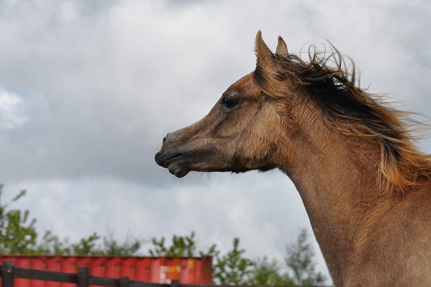 Arabisk fuldblod (OX) Farasha El Karmdal  - Foto taget af Lone, Karmdal. billede 15