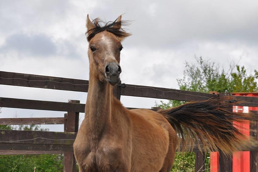 Arabisk fuldblod (OX) Farasha El Karmdal  - Foto taget af Lone, Karmdal. billede 8