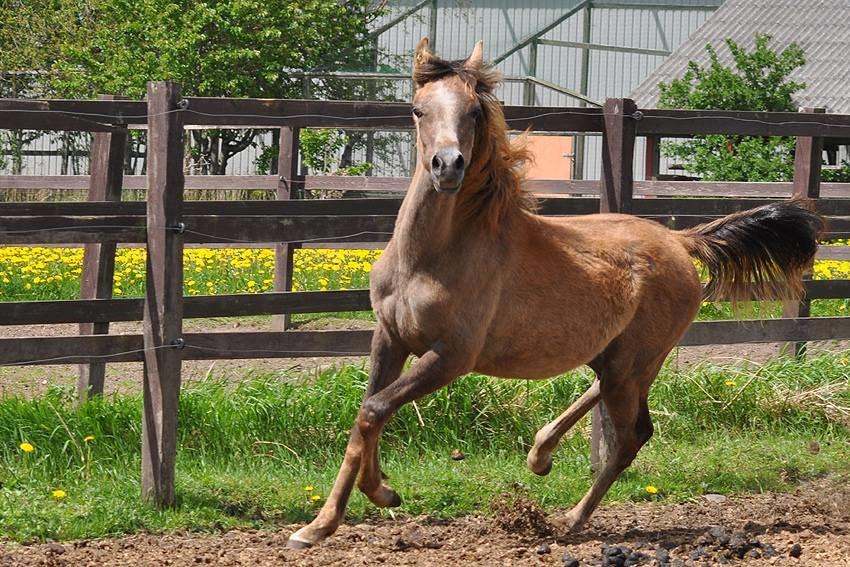 Arabisk fuldblod (OX) Farasha El Karmdal  - Foto taget af Lone, Karmdal. billede 16