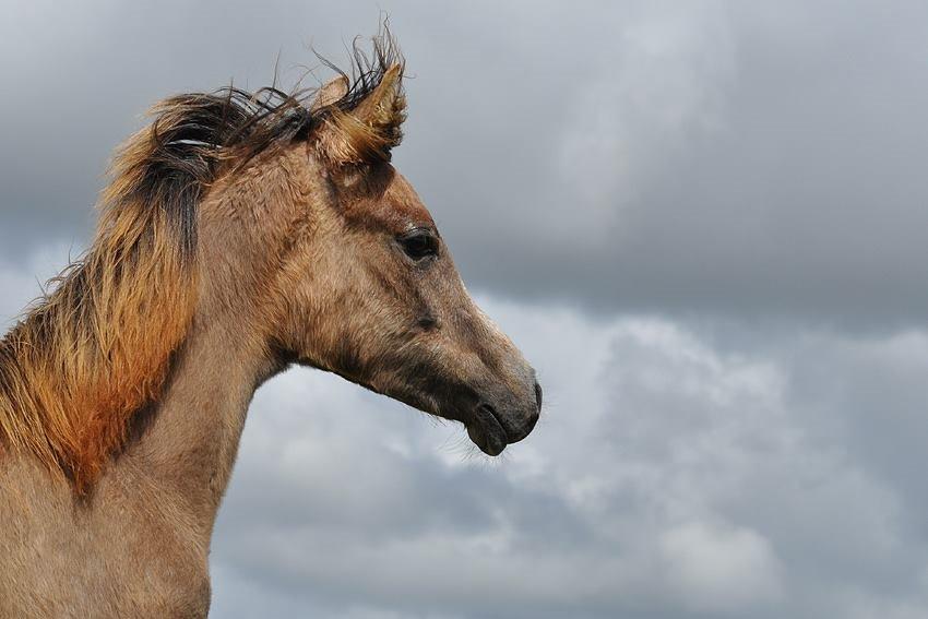 Arabisk fuldblod (OX) Farasha El Karmdal  - Foto taget af Lone, Karmdal. billede 17