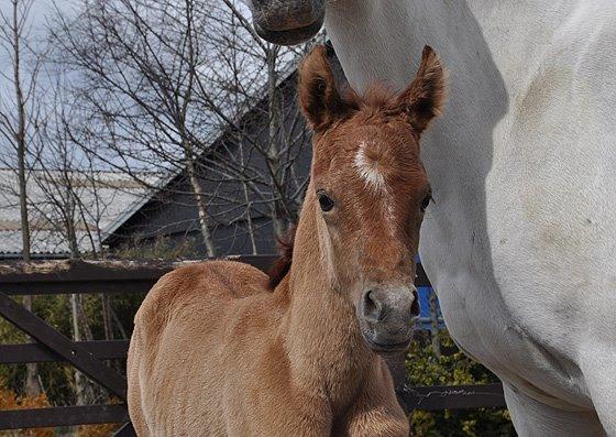 Arabisk fuldblod (OX) Farasha El Karmdal  - Farasha som baby <3
Foto taget af Lone, Karmdal. billede 18