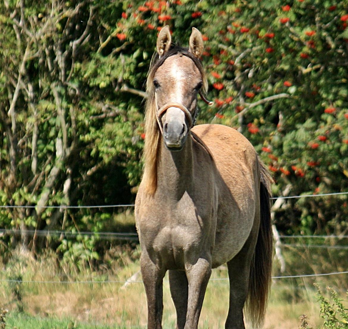 Arabisk fuldblod (OX) Farasha El Karmdal  - Lige kommet hjem.
Foto : Maria billede 19