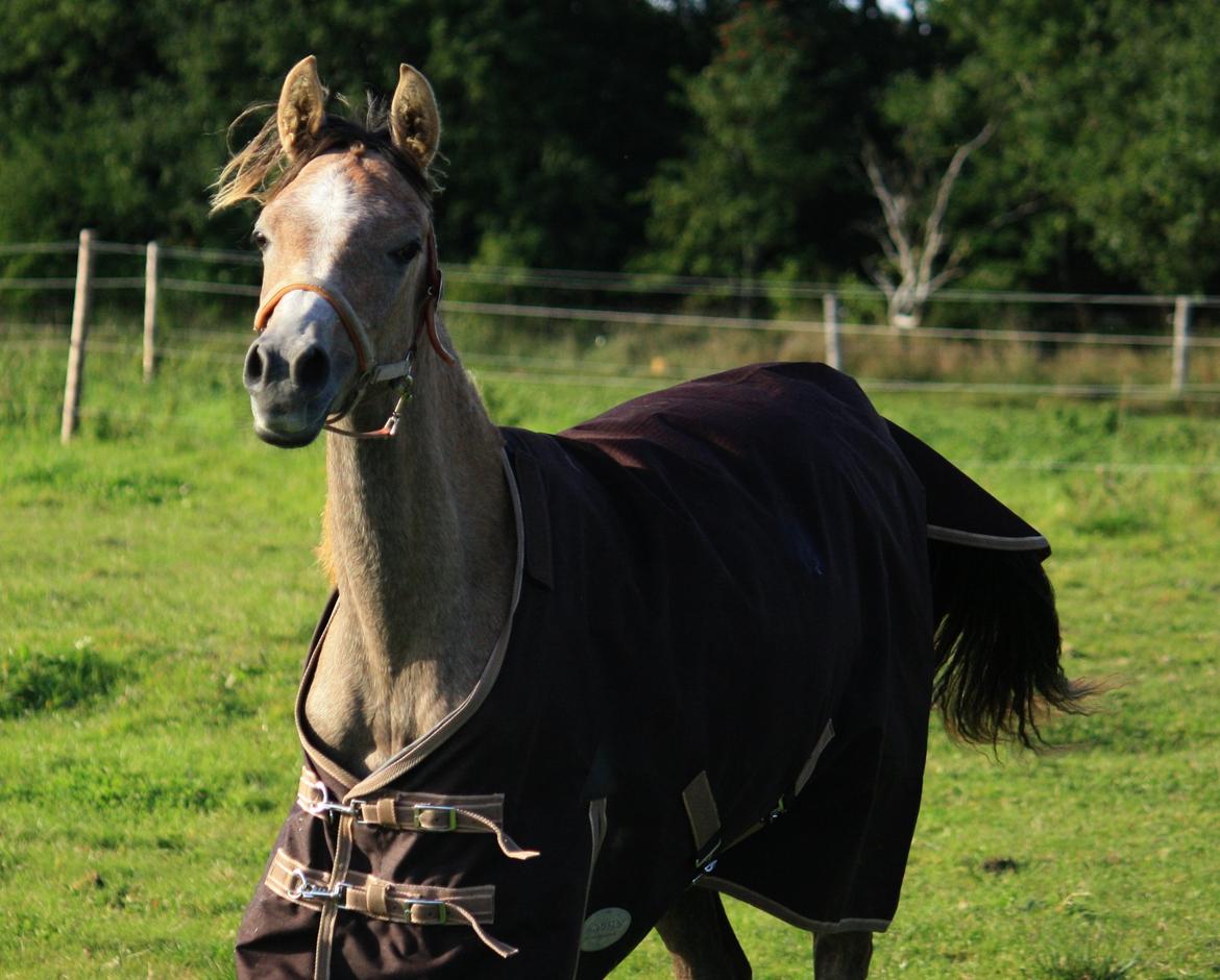 Arabisk fuldblod (OX) Farasha El Karmdal  - Foto Maria billede 20