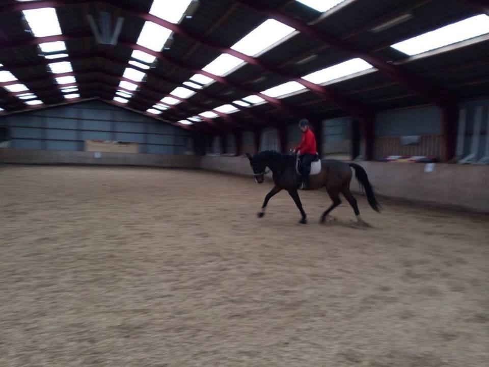 Dansk Varmblod Showmaster Landlyst billede 14
