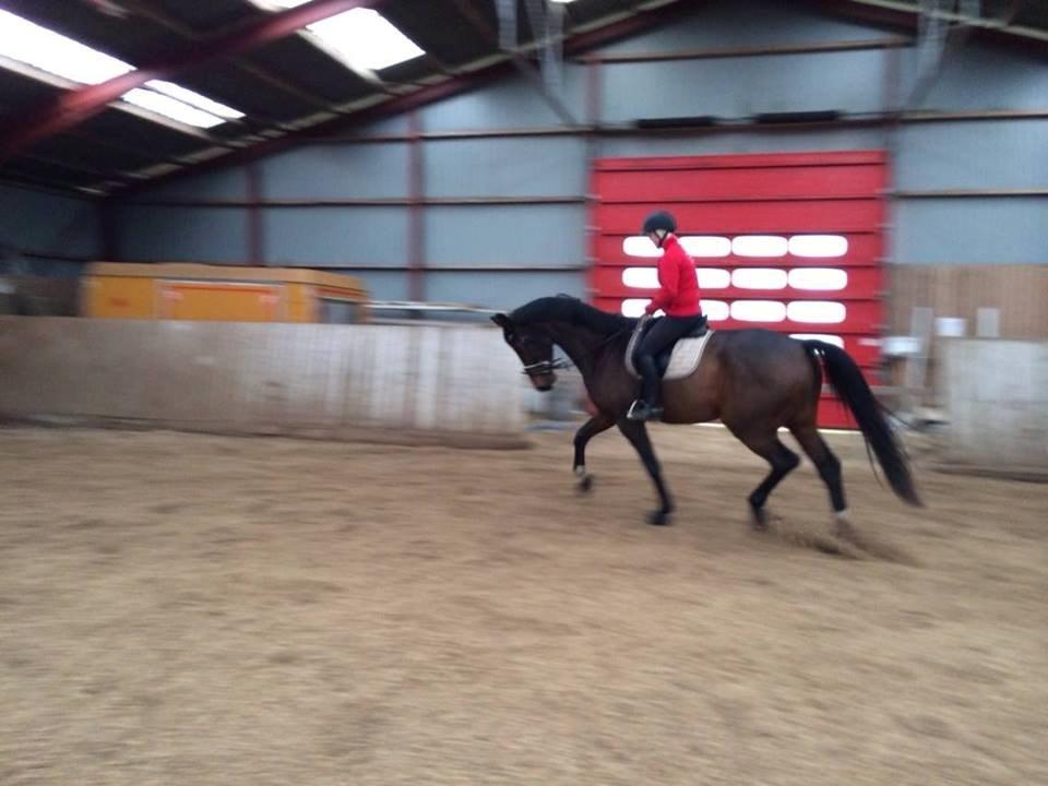Dansk Varmblod Showmaster Landlyst billede 16