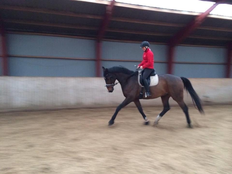 Dansk Varmblod Showmaster Landlyst billede 17