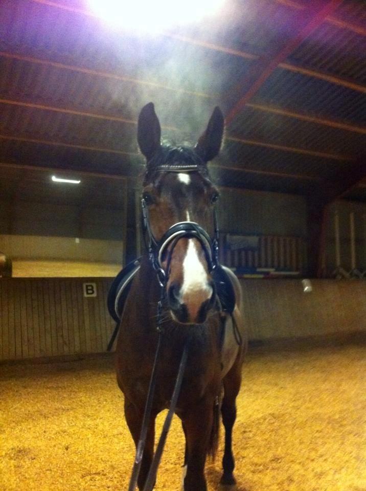 Dansk Varmblod Showmaster Landlyst billede 18