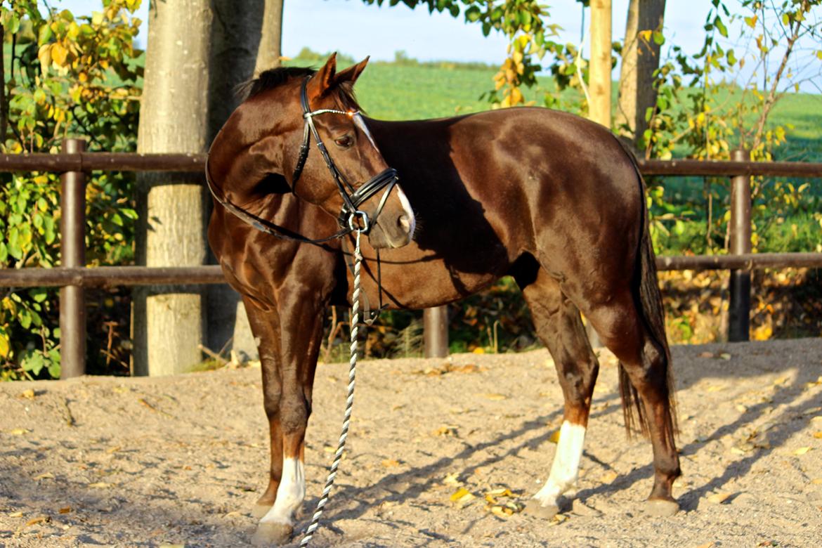 Dansk Varmblod Don poséidon F.J. - dato. 7/10-2013 billede 6