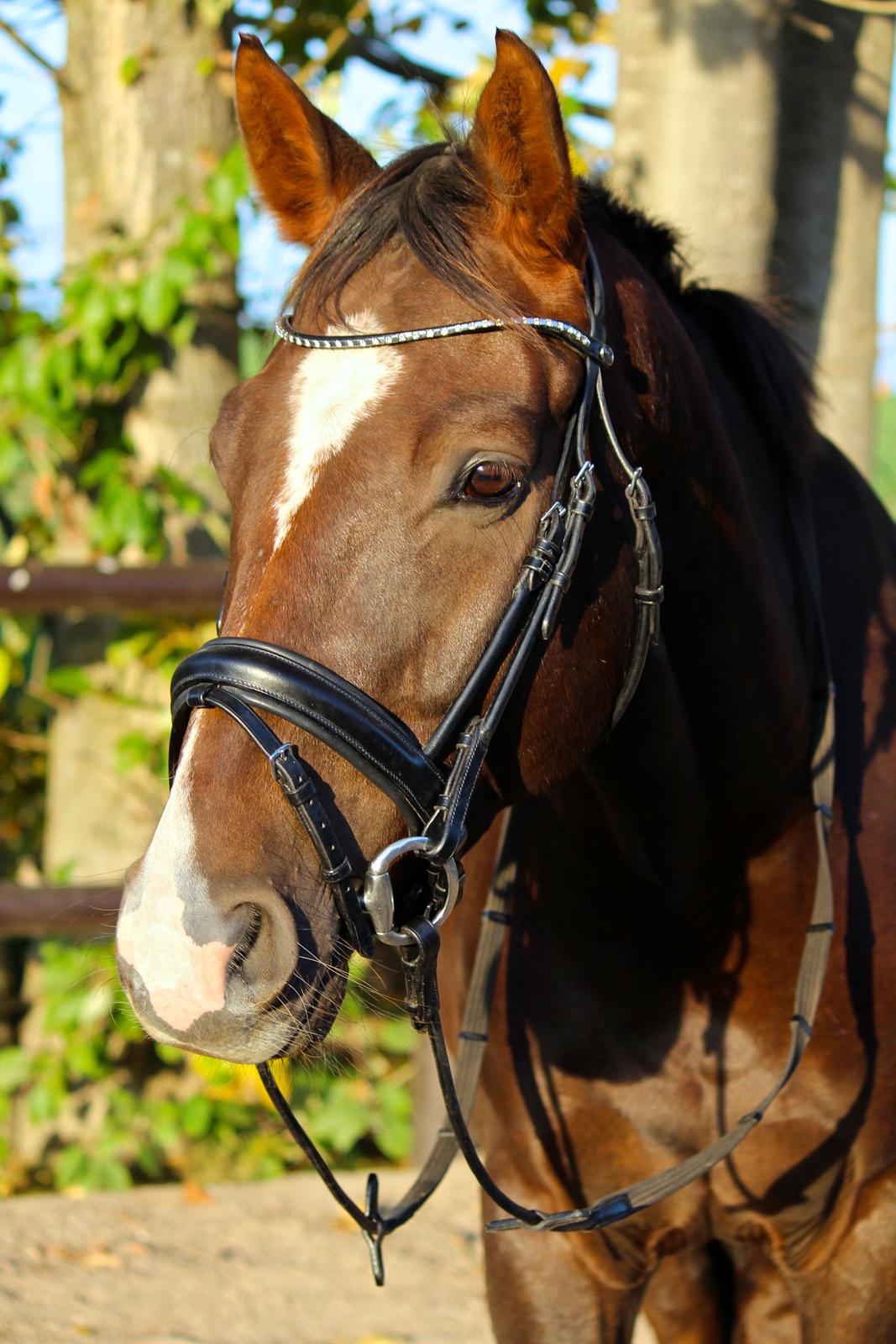 Dansk Varmblod Don poséidon F.J. billede 14