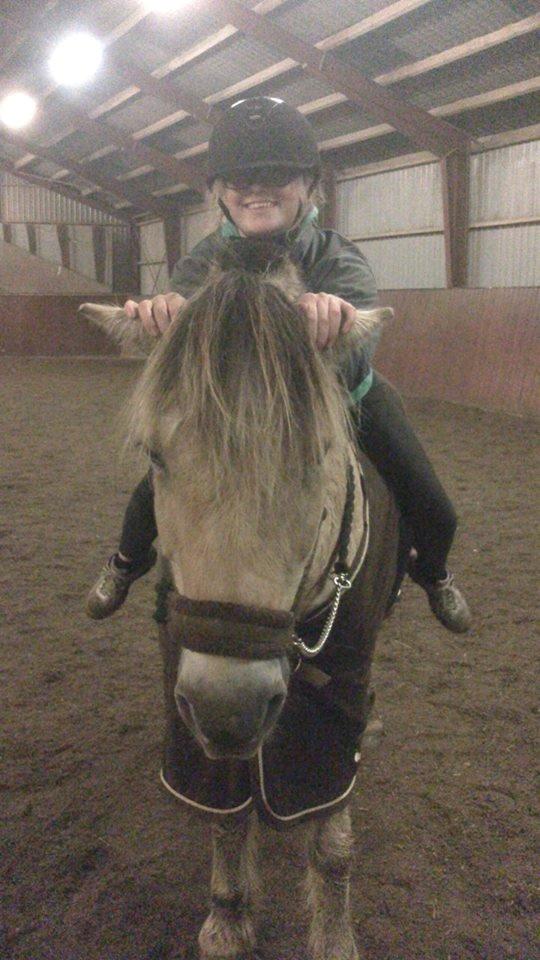 Fjordhest Bamse billede 15