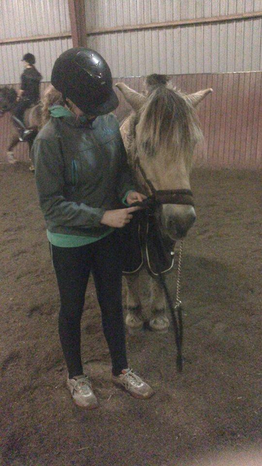 Fjordhest Bamse billede 16