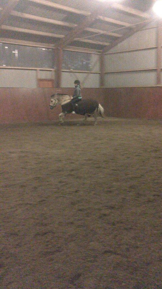 Fjordhest Bamse billede 17