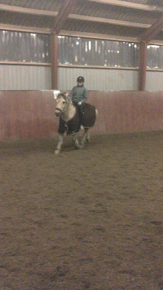 Fjordhest Bamse - bamse på vej ind i kameraret :D billede 18