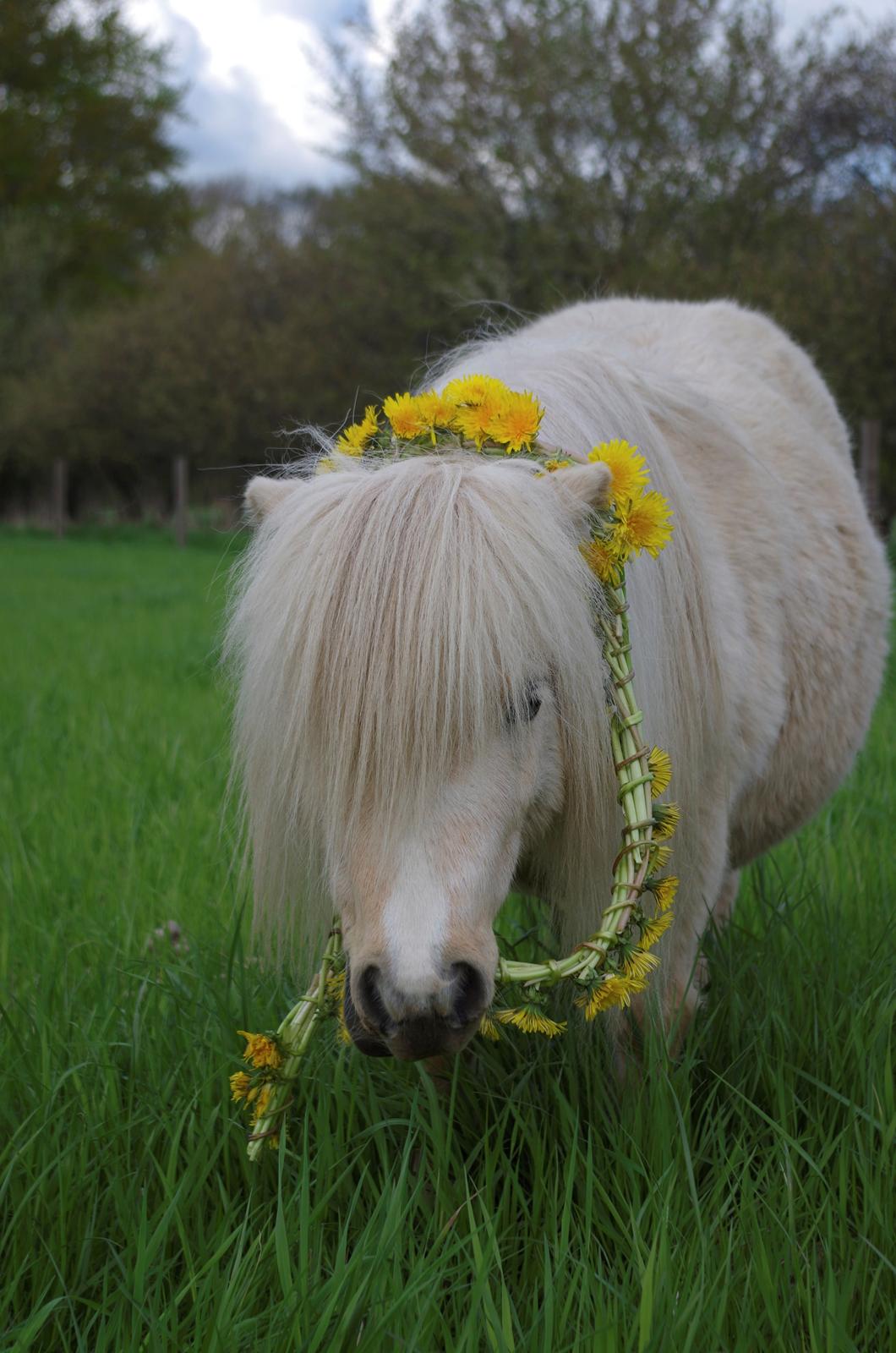 Shetlænder Egedals Trìtla (Golden Flame) billede 6