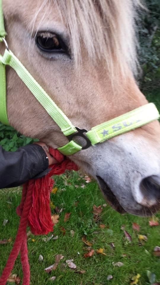 Fjordhest .william billede 12