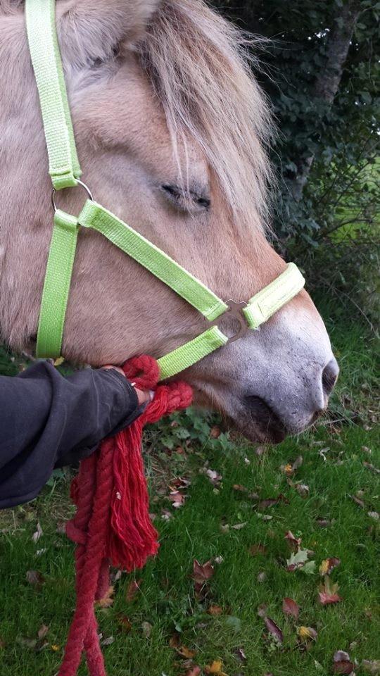 Fjordhest .william billede 14