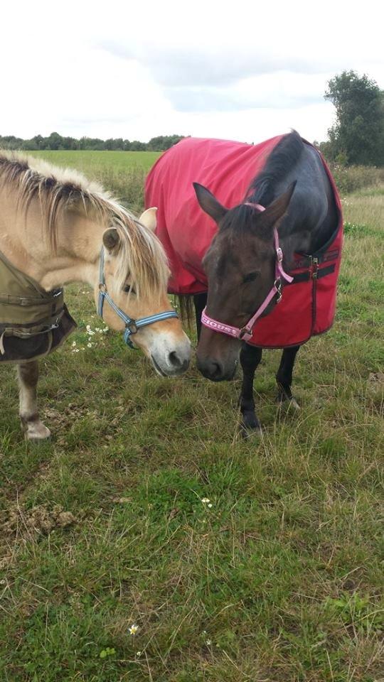 Fjordhest .william billede 15