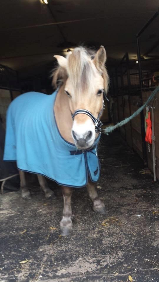 Fjordhest .william billede 16