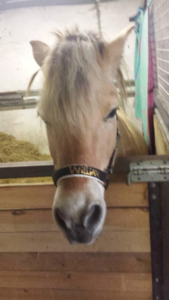 Fjordhest .william billede 17