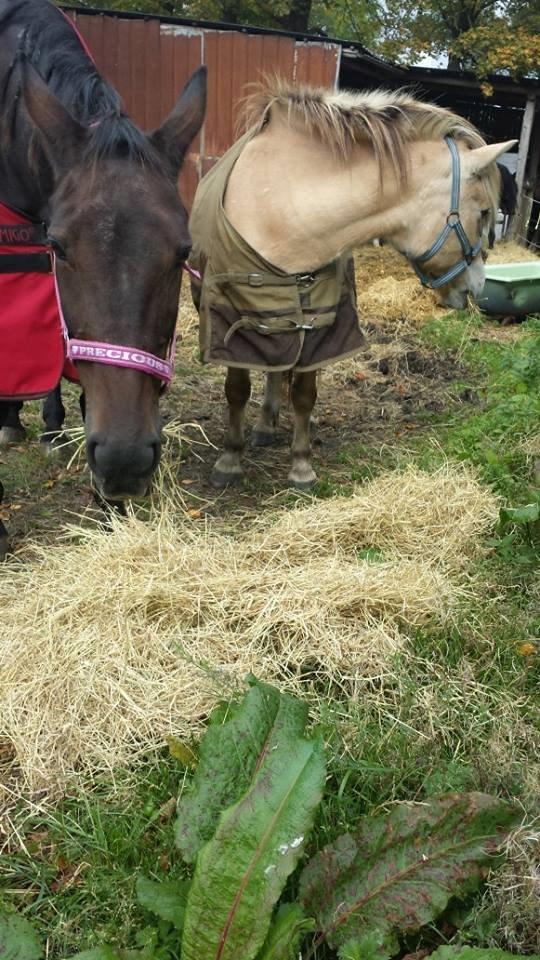 Fjordhest .william billede 18