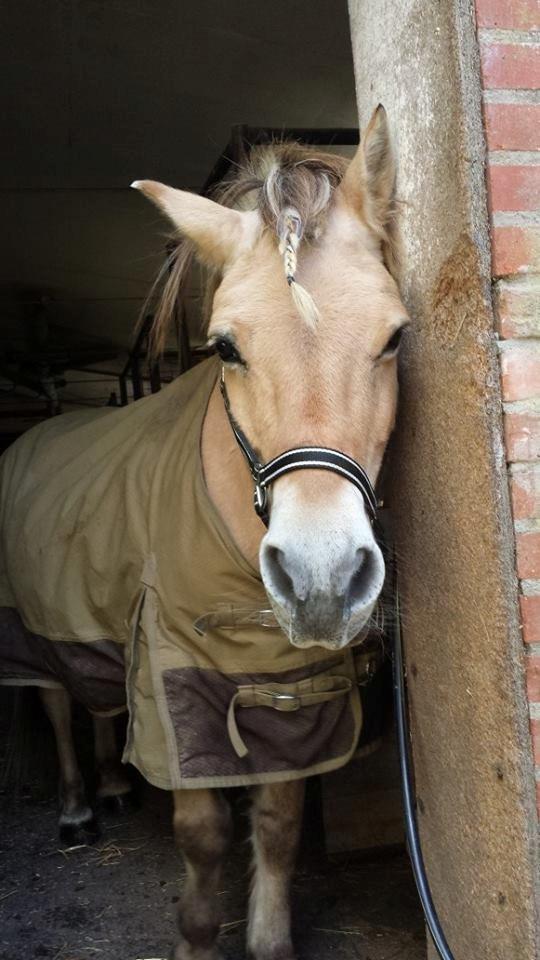 Fjordhest .william billede 19