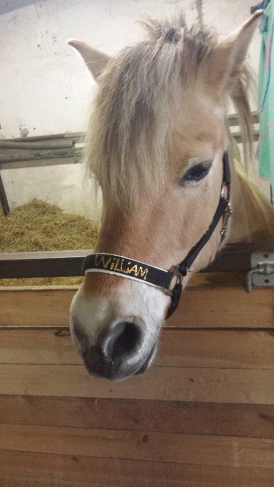 Fjordhest .william billede 20