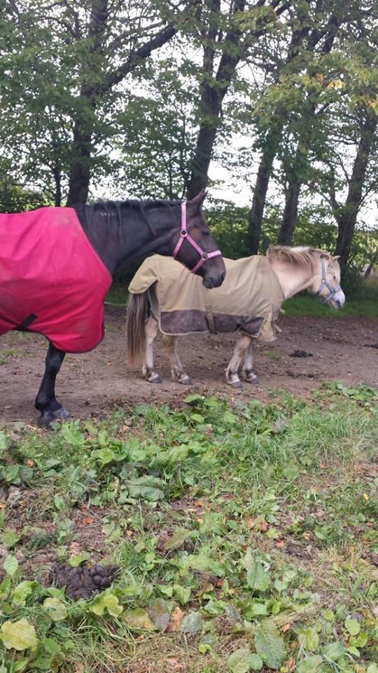 Traver Nikita ås billede 20