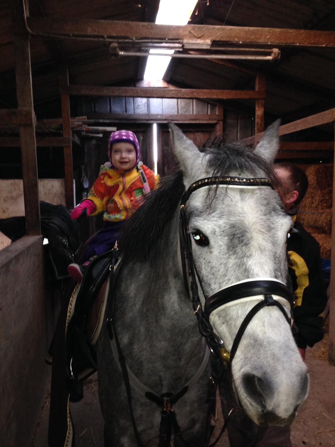 New Forest Egeballes Suzuki. billede 15