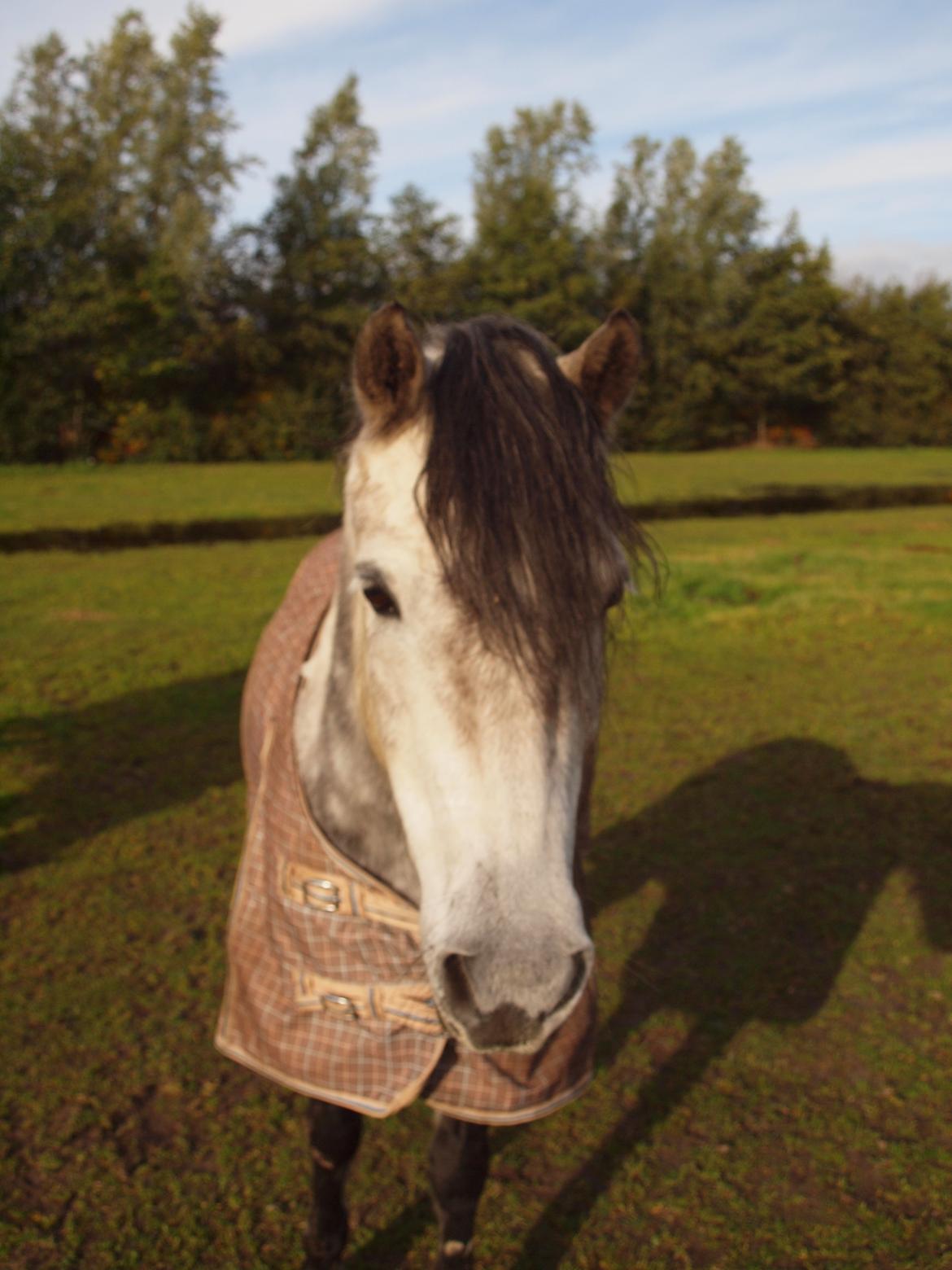 Dartmoor Innis Jerry. (Tidligere pony < 3) - SO CUTE ;-) billede 6