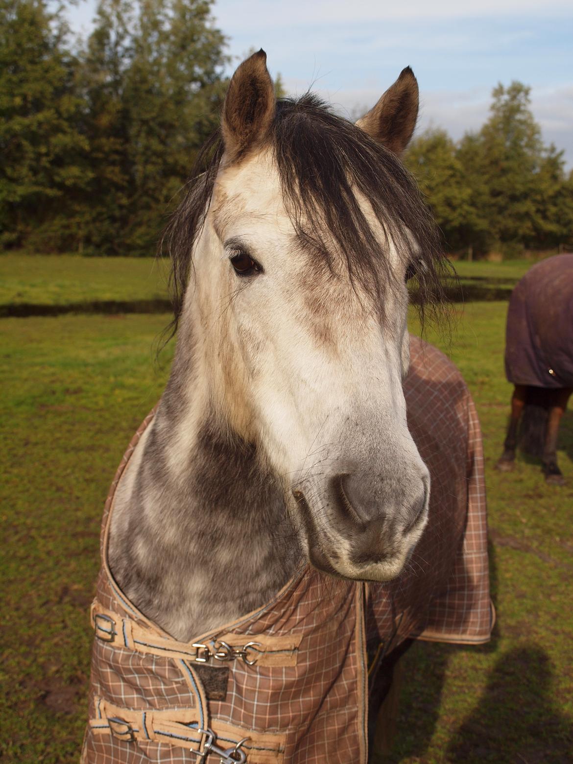 Dartmoor Innis Jerry. (Tidligere pony < 3) billede 7