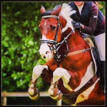 Irsk Sportspony Maglebjergs Miss Heaven B- pony billede 9