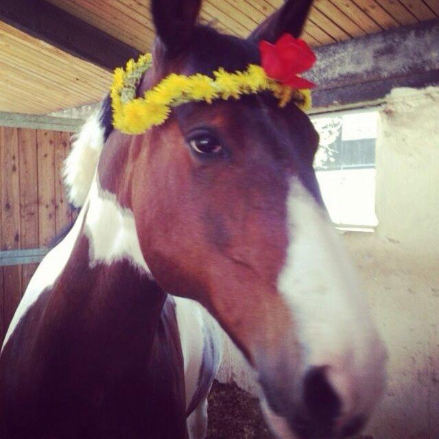 Irsk Sportspony Maglebjergs Miss Heaven B- pony billede 10