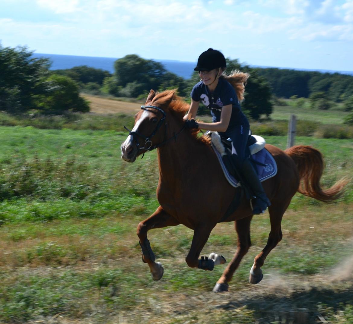 Hollandsk Sportspony Mon Cheval - Den pony er bare FANTASTISK! billede 6