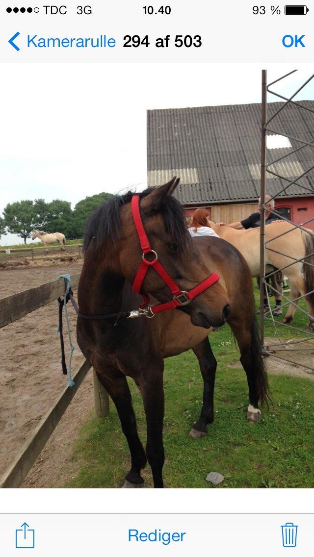 Welsh Pony (sec B) both,s Comtesse Allaine  (Baby)  billede 18