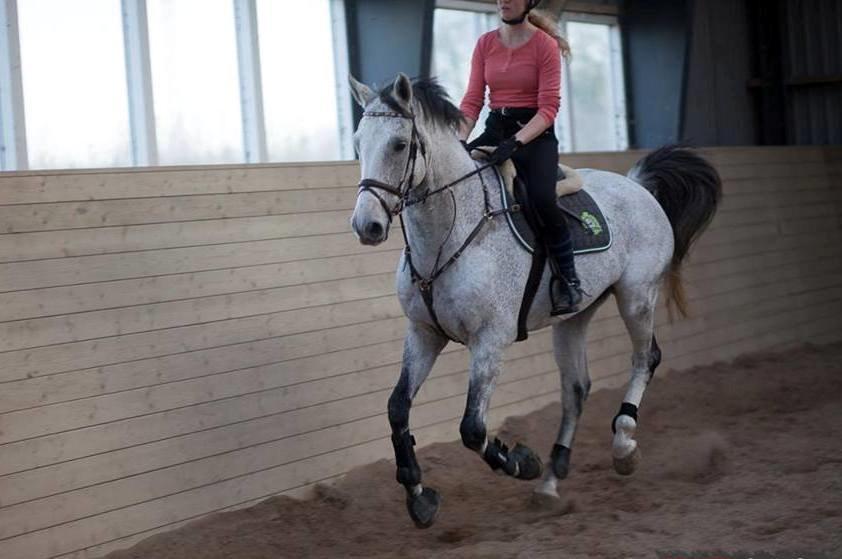 Dansk Varmblod Carneval Fever - 5 gang jeg rider ham <3 billede 9