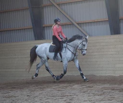 Dansk Varmblod Carneval Fever - 5 gang jeg rider ham.

Læn dig tilbage Silja! billede 10