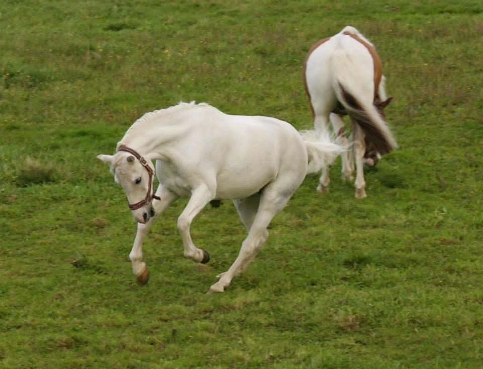 Anden særlig race Duchess (Solgt og mega savnet) <3 - wuhuuu! billede 15