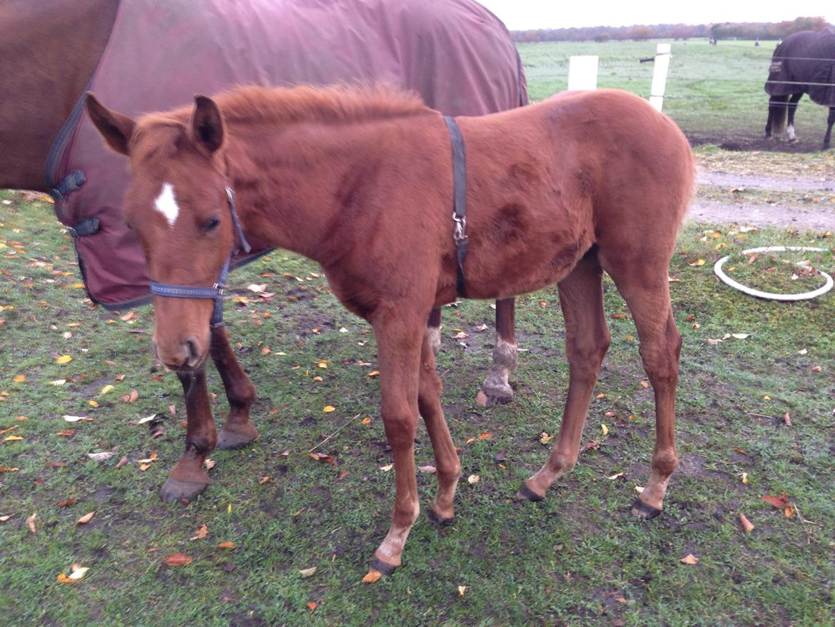 Palomino Holms Mr Duddits billede 21