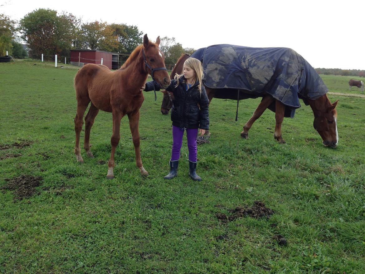 Palomino Holms Mr Duddits billede 22