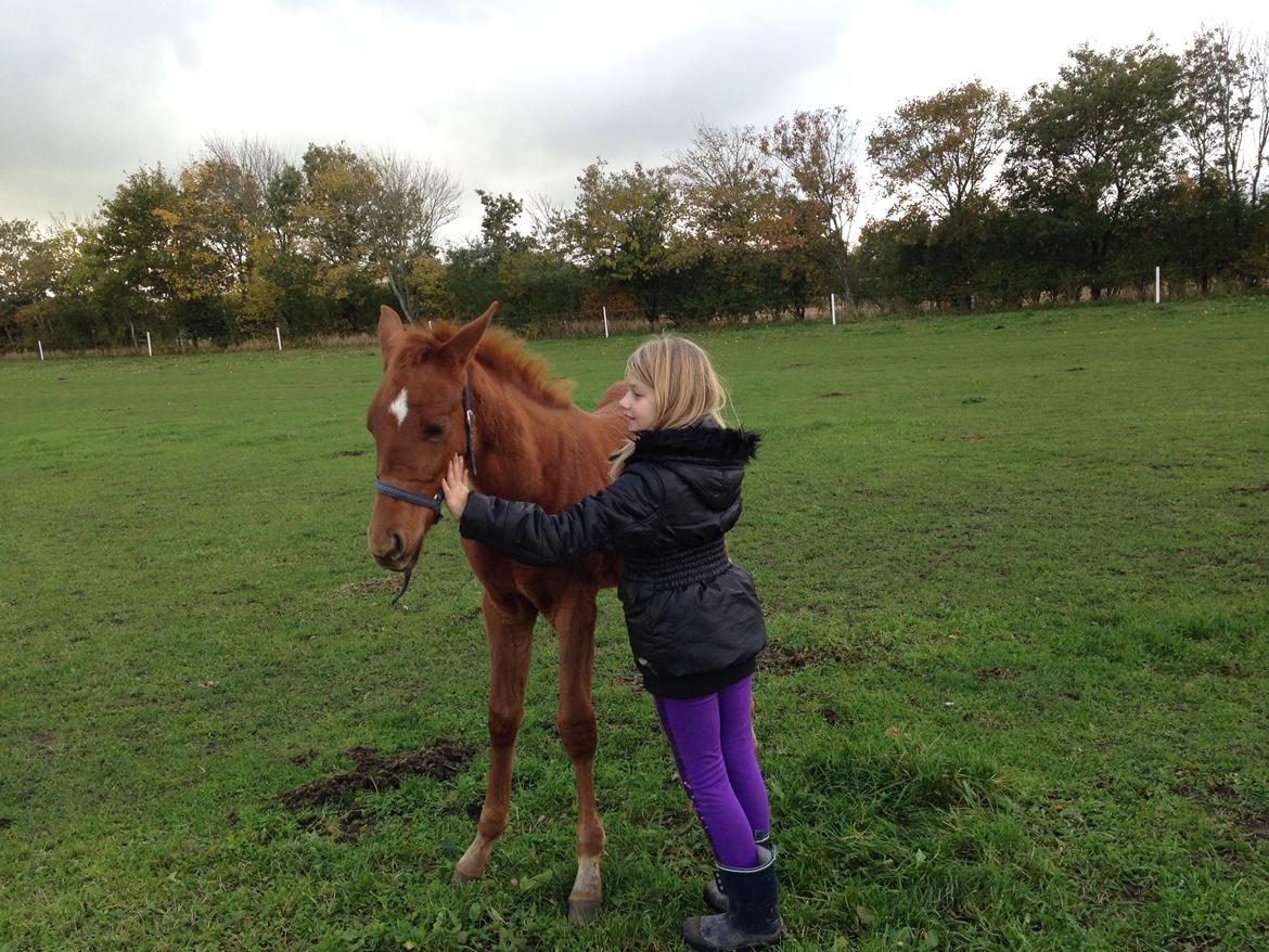 Palomino Holms Mr Duddits billede 23