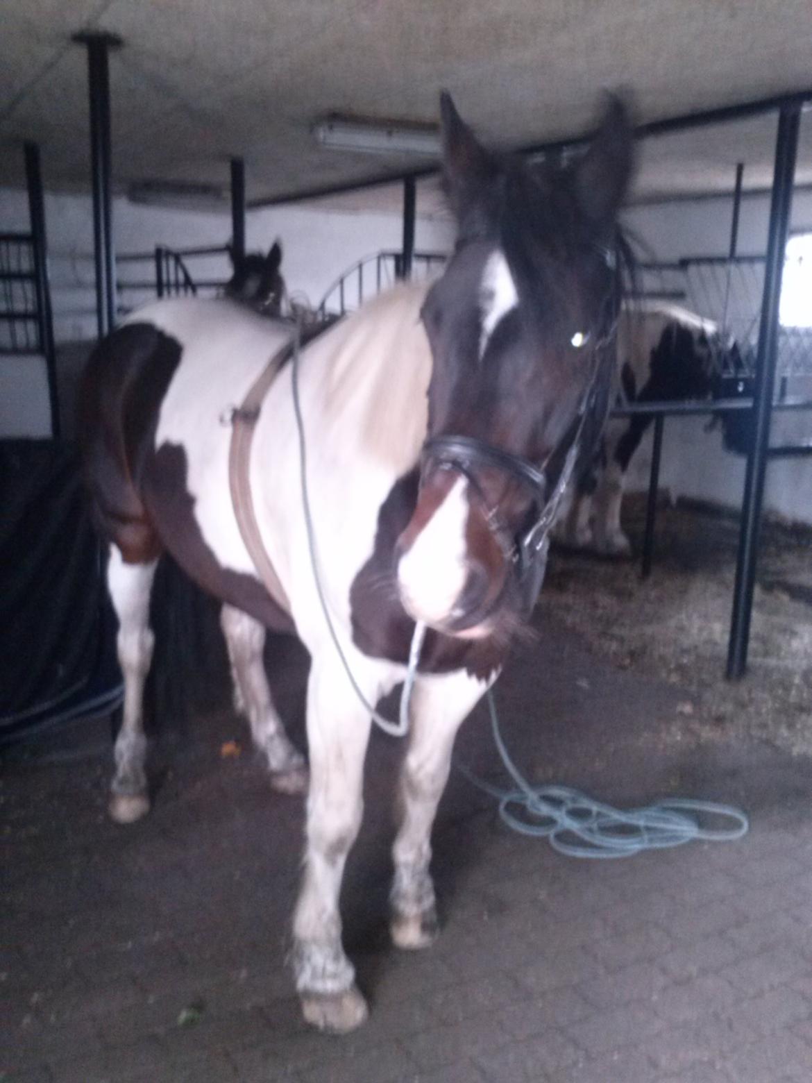 Anden særlig race Thor - Thor klar til at være kørehest! billede 9