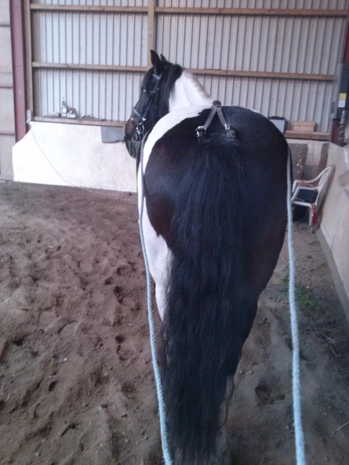 Anden særlig race Thor - I ridehuset med lange liner billede 10