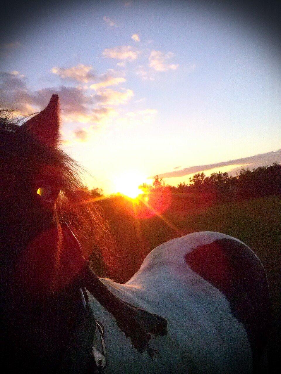 Anden særlig race Thor - Solnedgang - Thor er en rigtig linselus hehe  billede 11